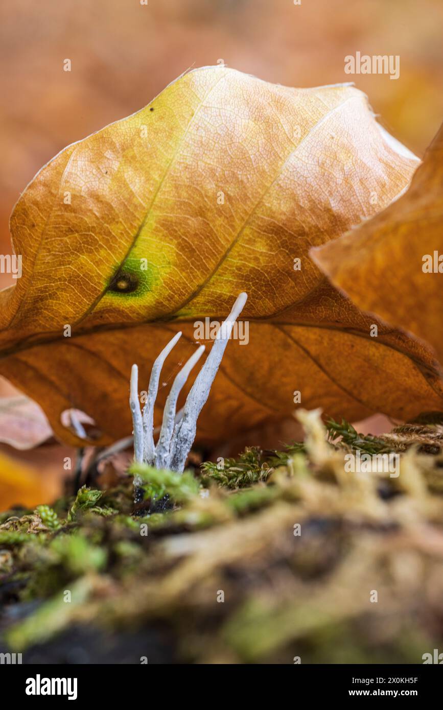 candle-snuff fungus, Xylaria hypoxylon, close-up, forest still life Stock Photo