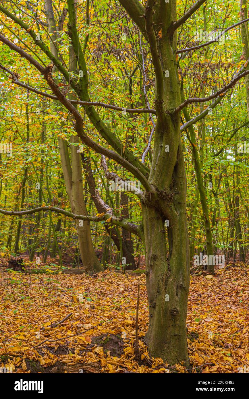 Beech forest in fall Stock Photo