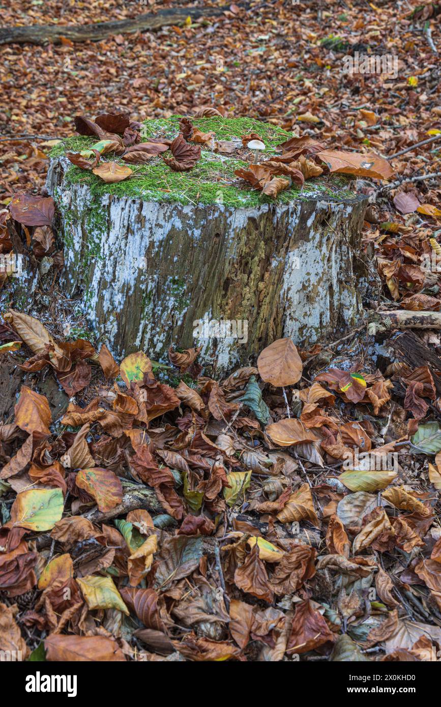 Forest floor in beech forest, tree stump, dead wood, close-up Stock Photo