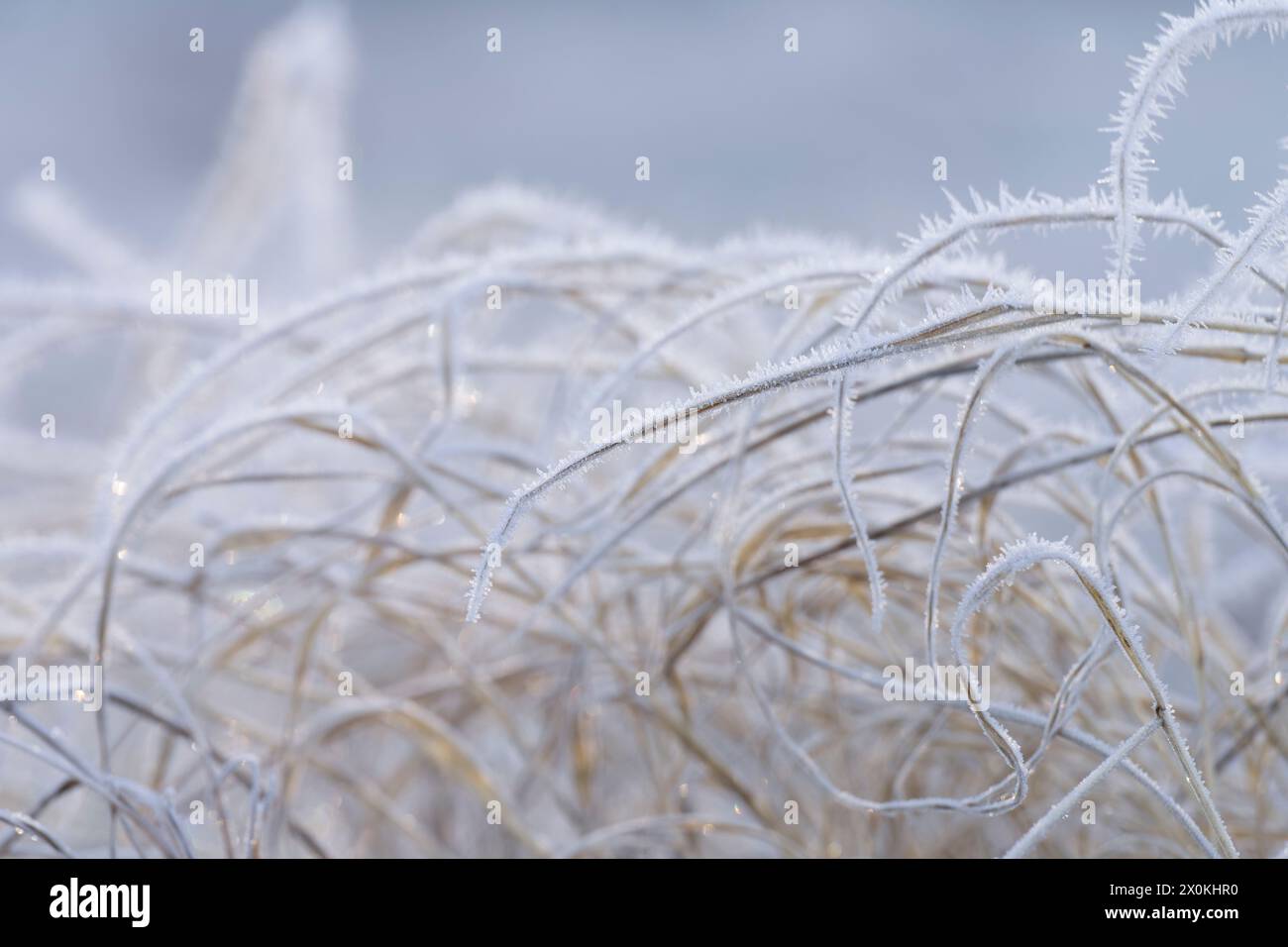 Grass covered with hoarfrost hi-res stock photography and images - Alamy