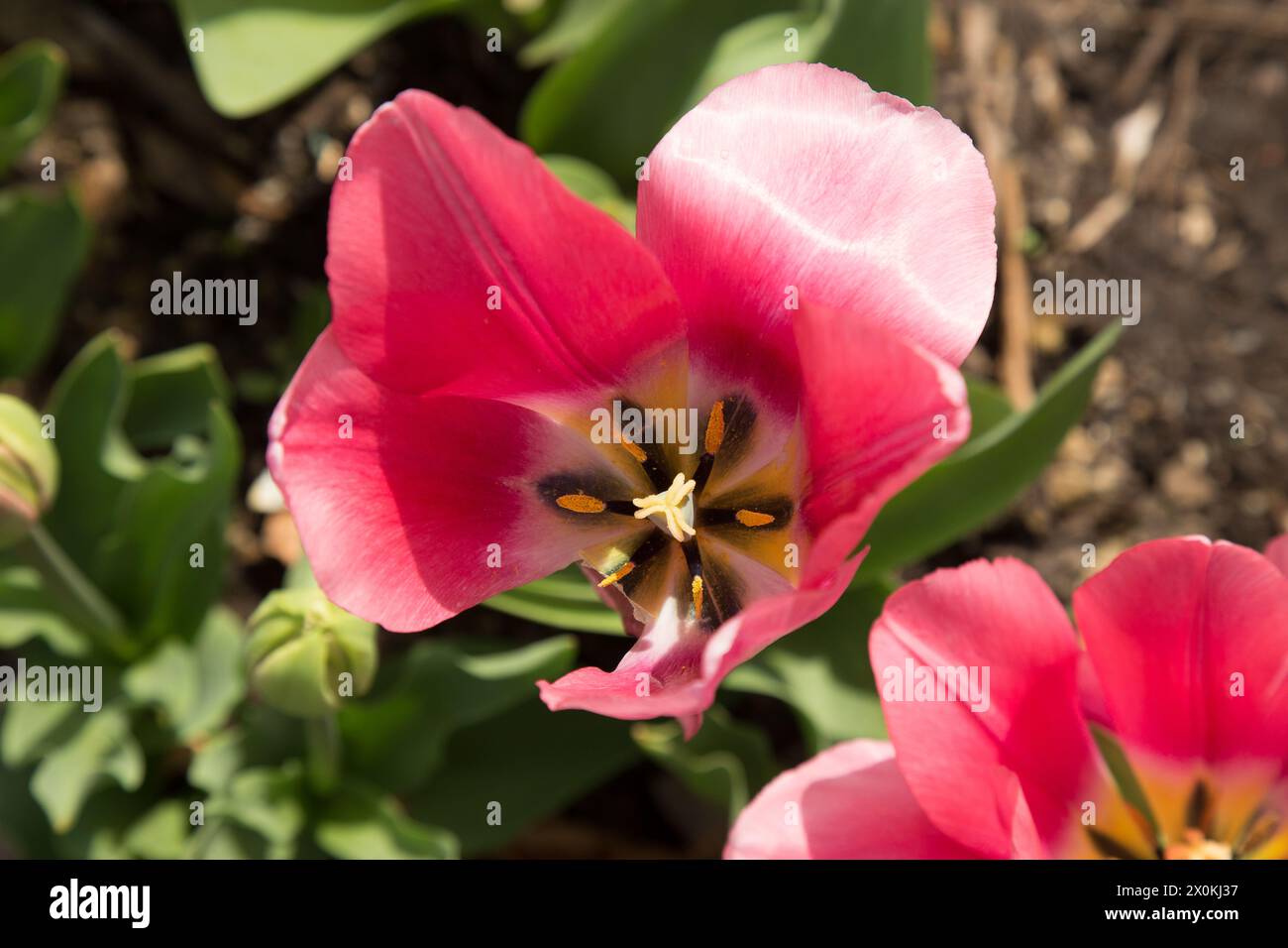 Intense spring hi-res stock photography and images - Alamy