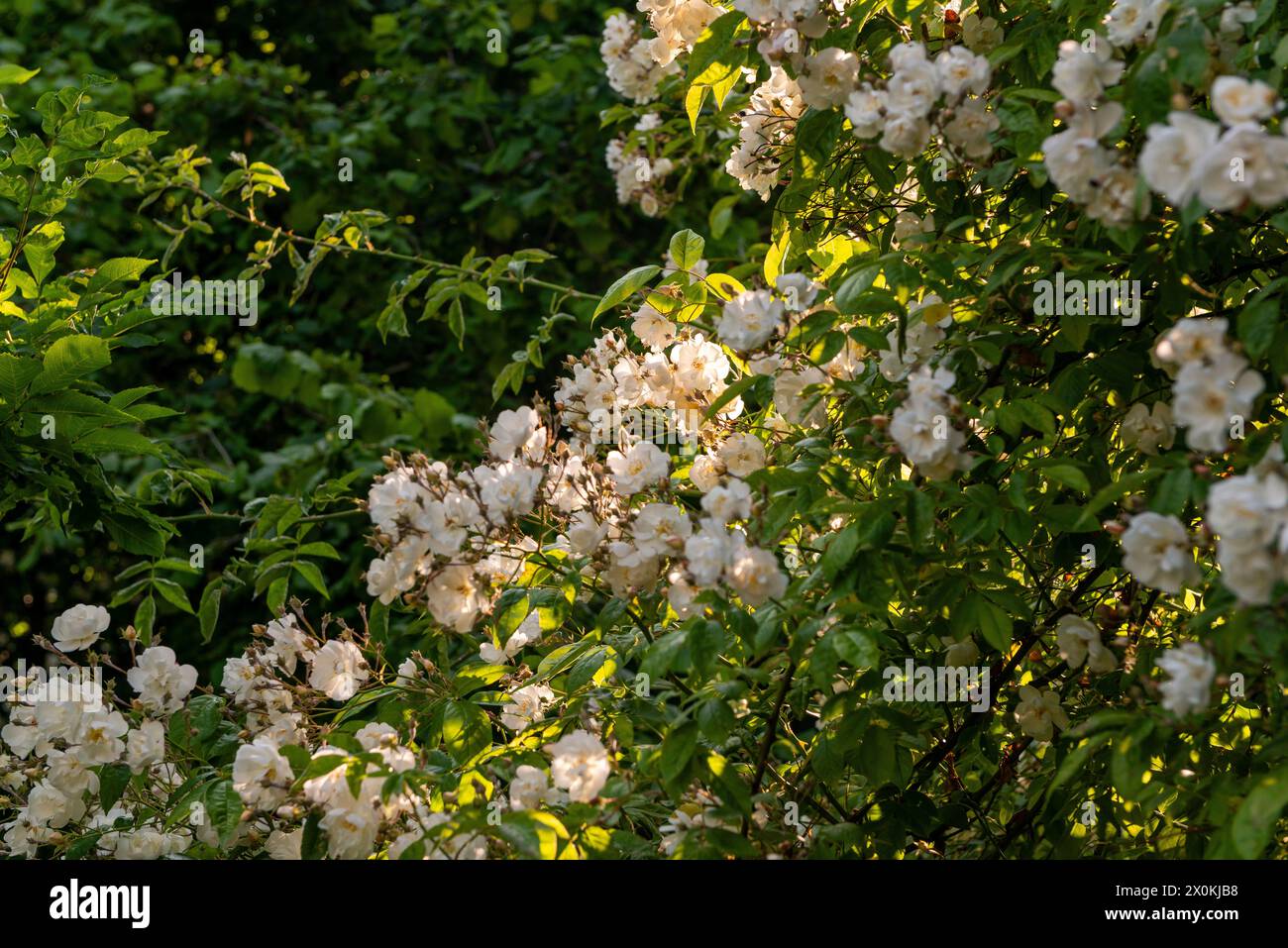 Garden, flowers, cottage garden, rose bush Stock Photo