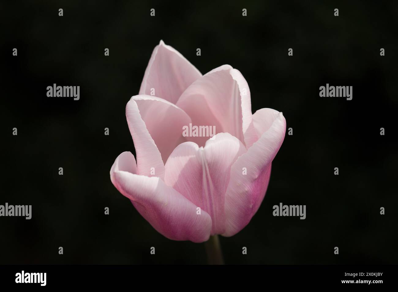 Spring flowers Stock Photo
