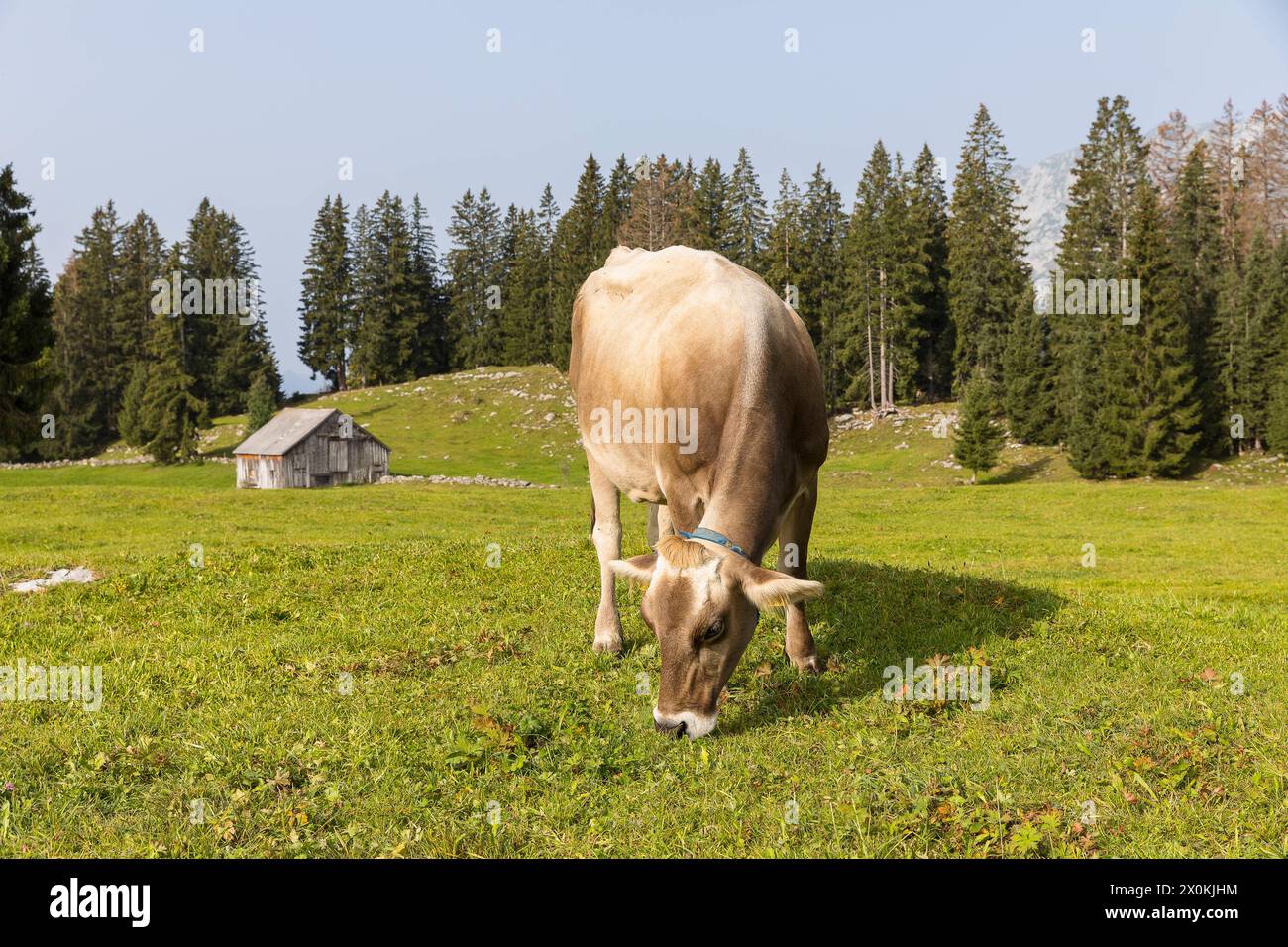 Rind Bovini auf einer Bergwiese, im Hintergrund eine alte Holzhütte, Arvenbüel, Amden, St. Gallen, Schweiz *** Bovini cattle on a mountain meadow, in Stock Photo