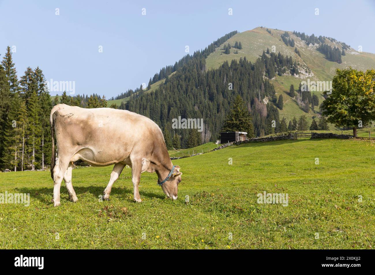 Rind Bovini auf einer Bergwiese, im Hintergrund der Gipfel des Gulmen, Arvenbüel, Amden, St. Gallen, Schweiz *** Bovini cattle on a mountain meadow, i Stock Photo