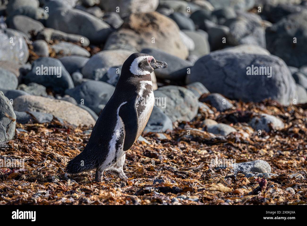 Magellanic penguin. Isla Magdalena, Magallanes y la Antárctica Chilena, Chile. Stock Photo