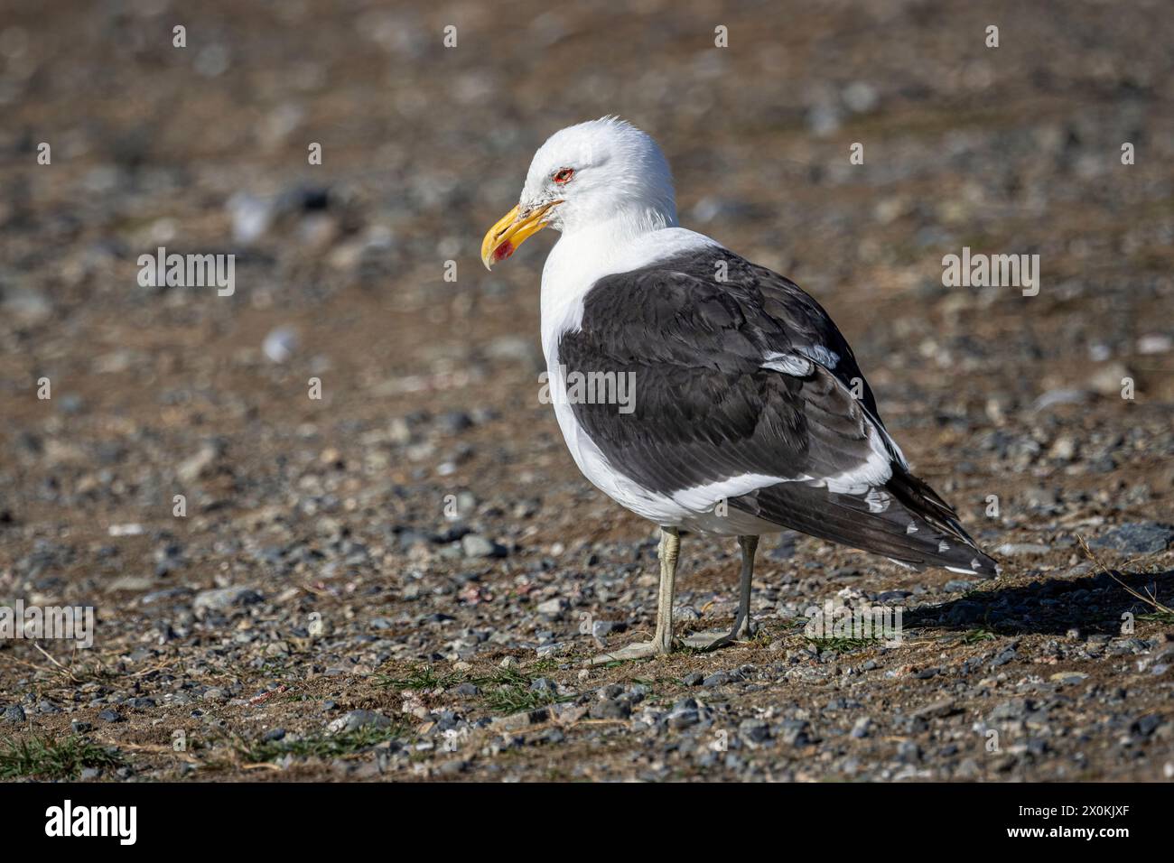 Dominican Gull. Isla Magdalena, Magallanes y la Antárctica Chilena, Chile. Stock Photo