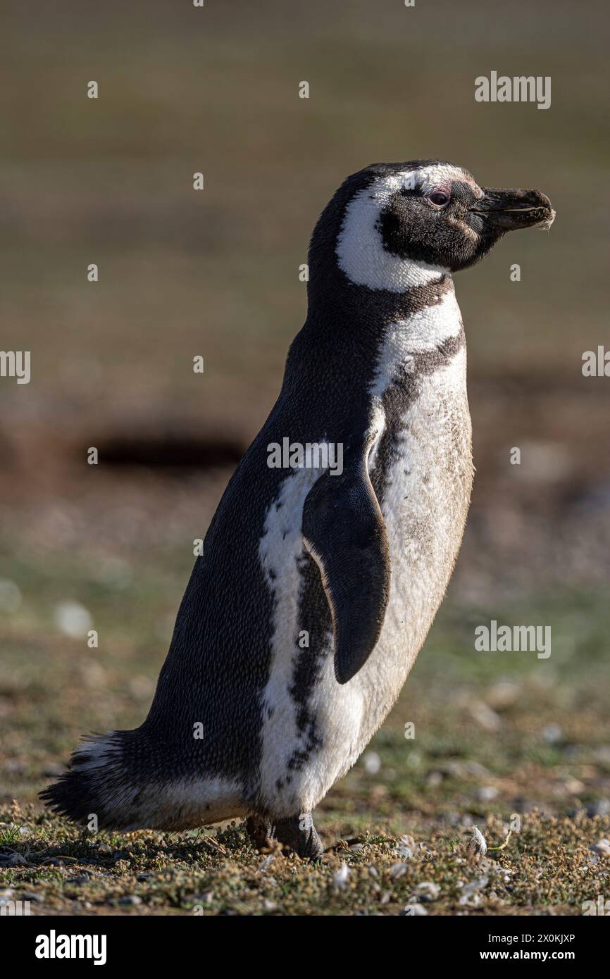 Magellanic penguin. Isla Magdalena, Magallanes y la Antárctica Chilena, Chile. Stock Photo