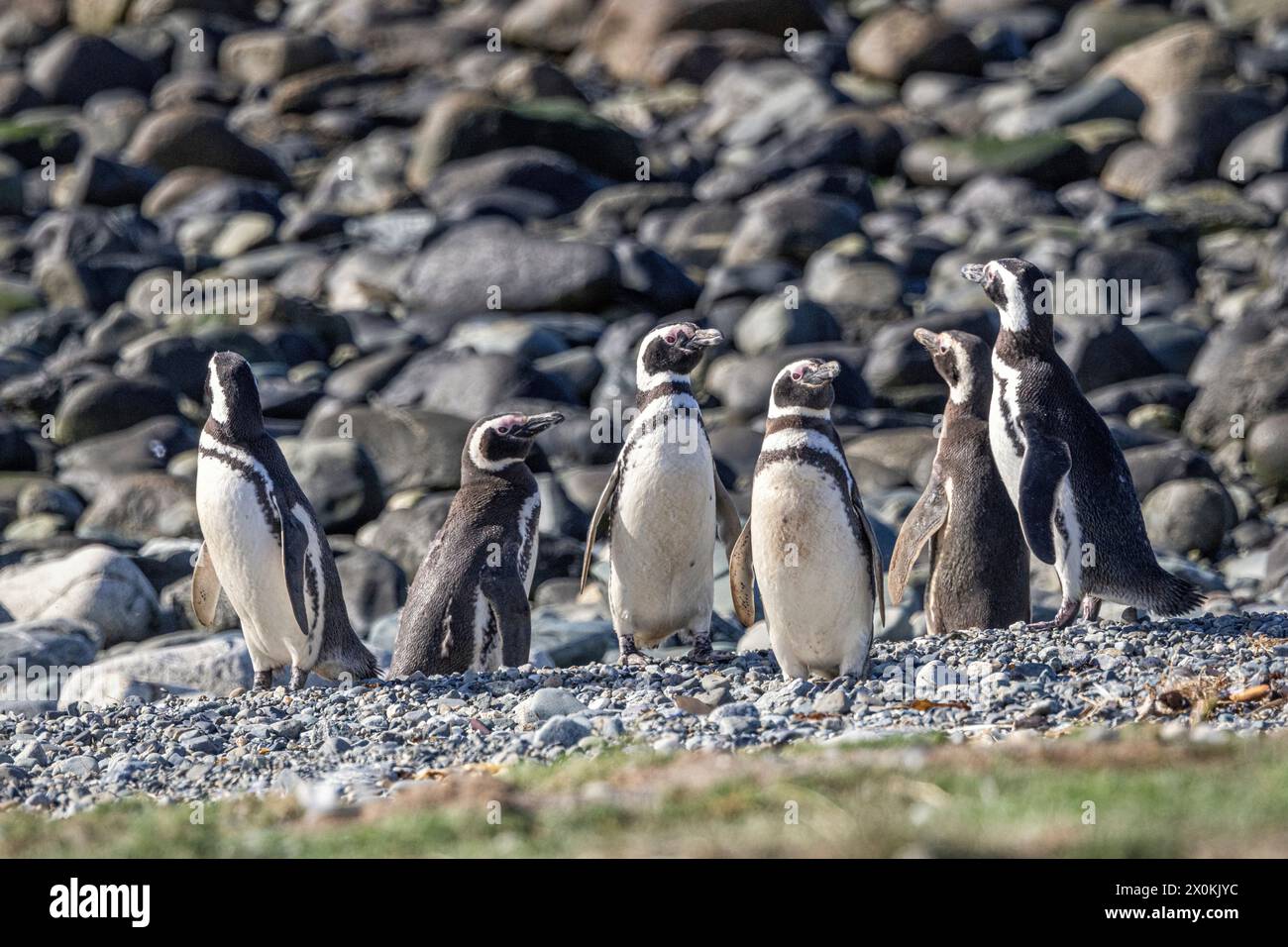 Antarctica chilena region hi-res stock photography and images - Alamy