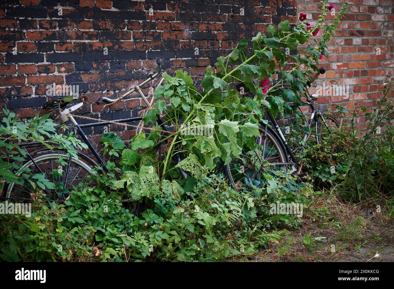 Old brick wall plants growing hi-res stock photography and images - Alamy