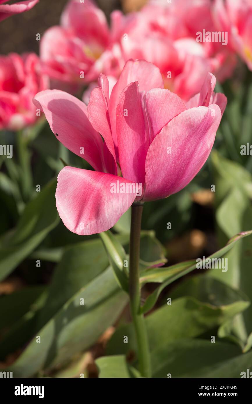 Spring flowers Stock Photo