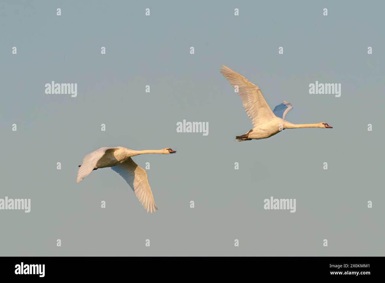Two graceful swans soaring through the azure sky, displaying their majestic wings and elegant feathers as they embark on their animal migration journe Stock Photo