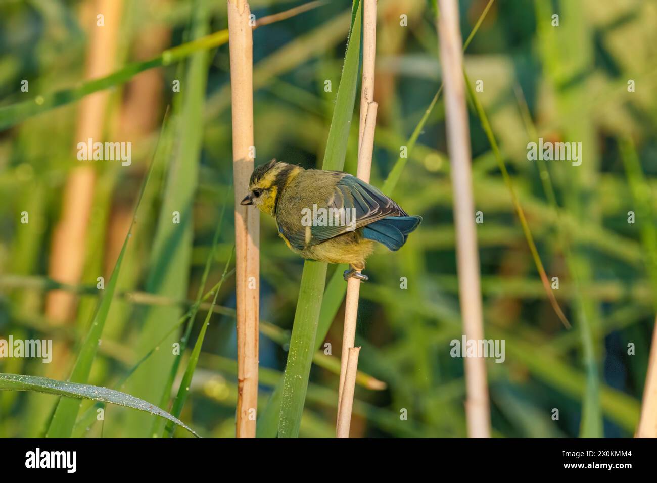 An arthropod bird perches on a stick near a terrestrial plant in the ...