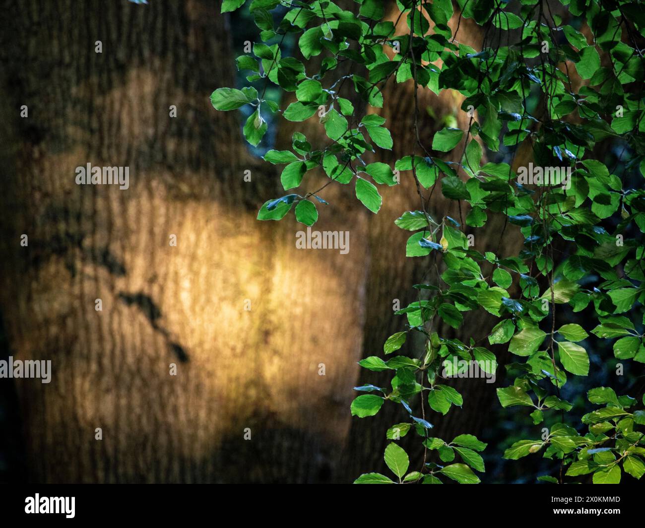 Green leaves sunlight hi-res stock photography and images - Alamy