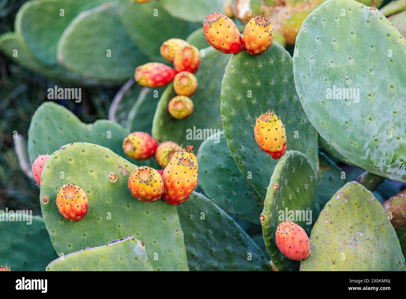 Prickly pears in southern Turkey. Stock Photo