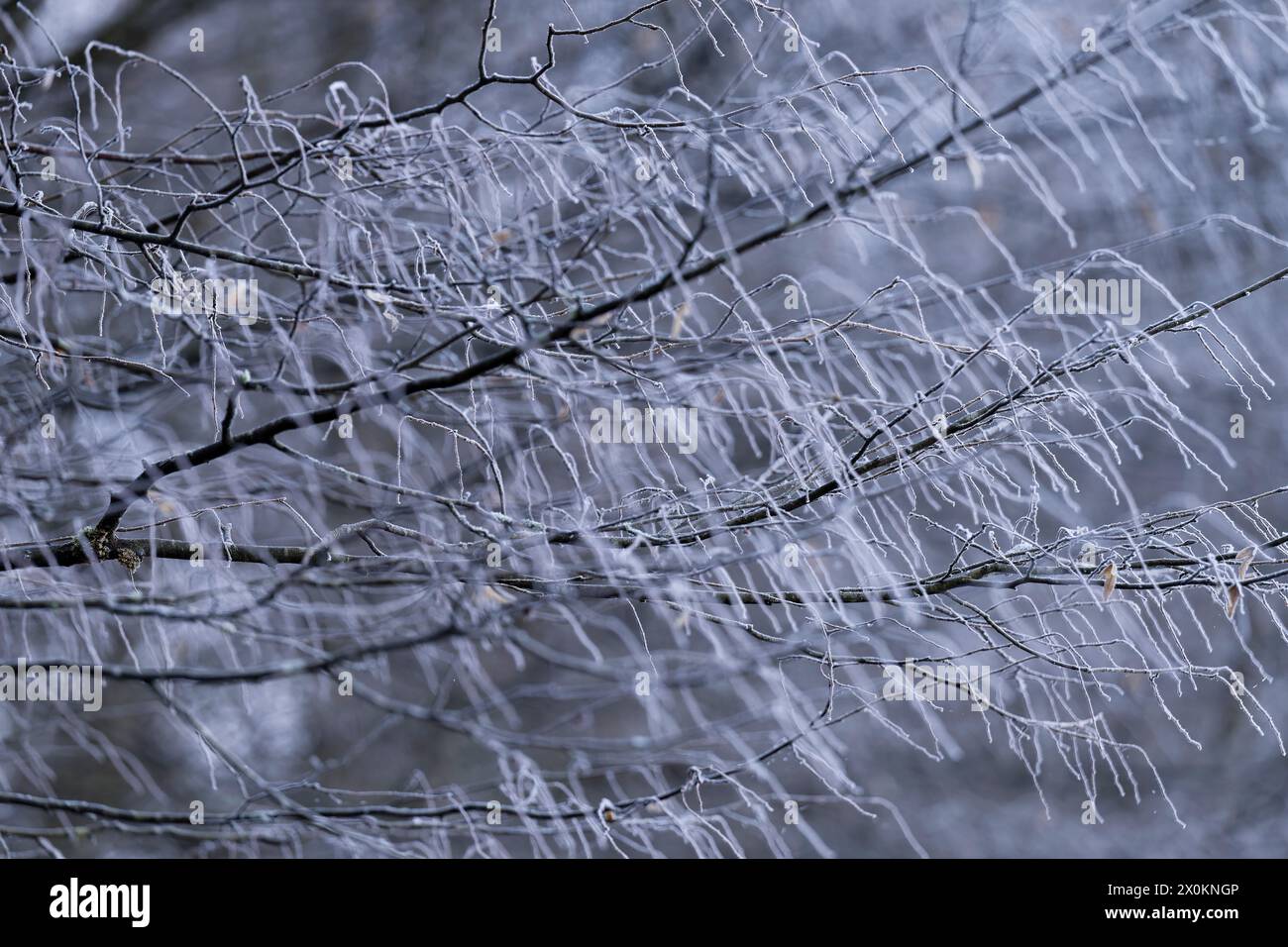 Branches of a hornbeam (Carpinus betulus) with hoarfrost, Germany Stock Photo