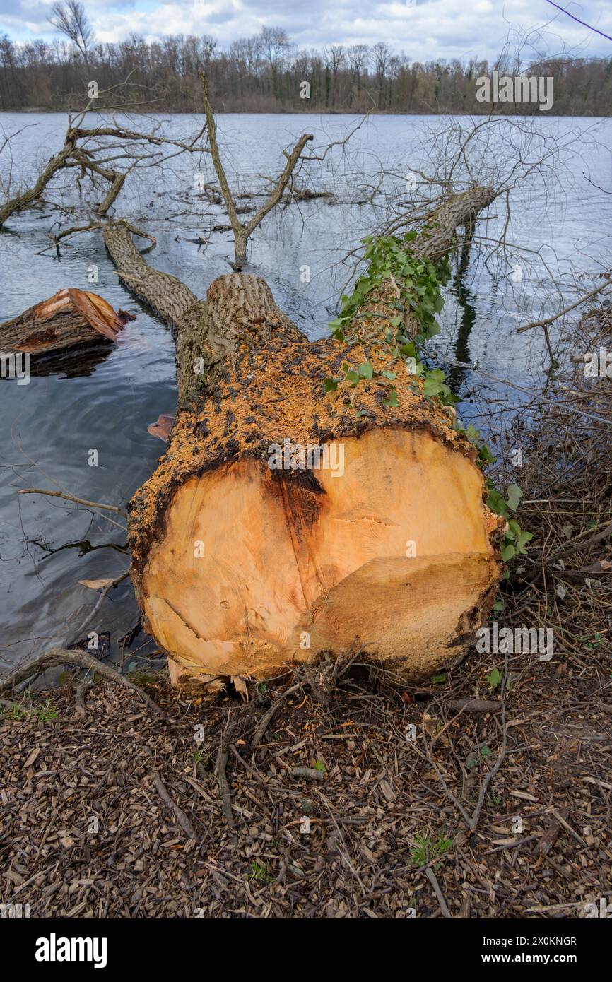 Lake felling tree hi-res stock photography and images - Alamy