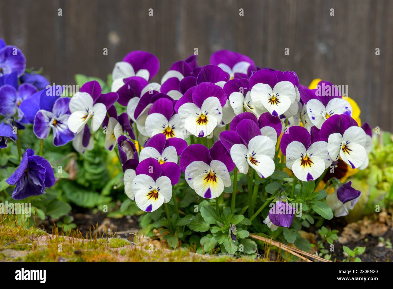 Large-flowered field pansy (Viola). Stock Photo