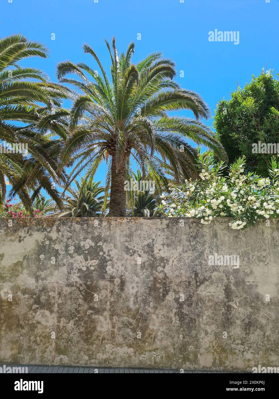 Street view of an old wall, behind which a beautiful garden with white flowering oleanders and green trees can be seen, Common Oleander, Nerium Oleander, Mallorca, Spain Stock Photo