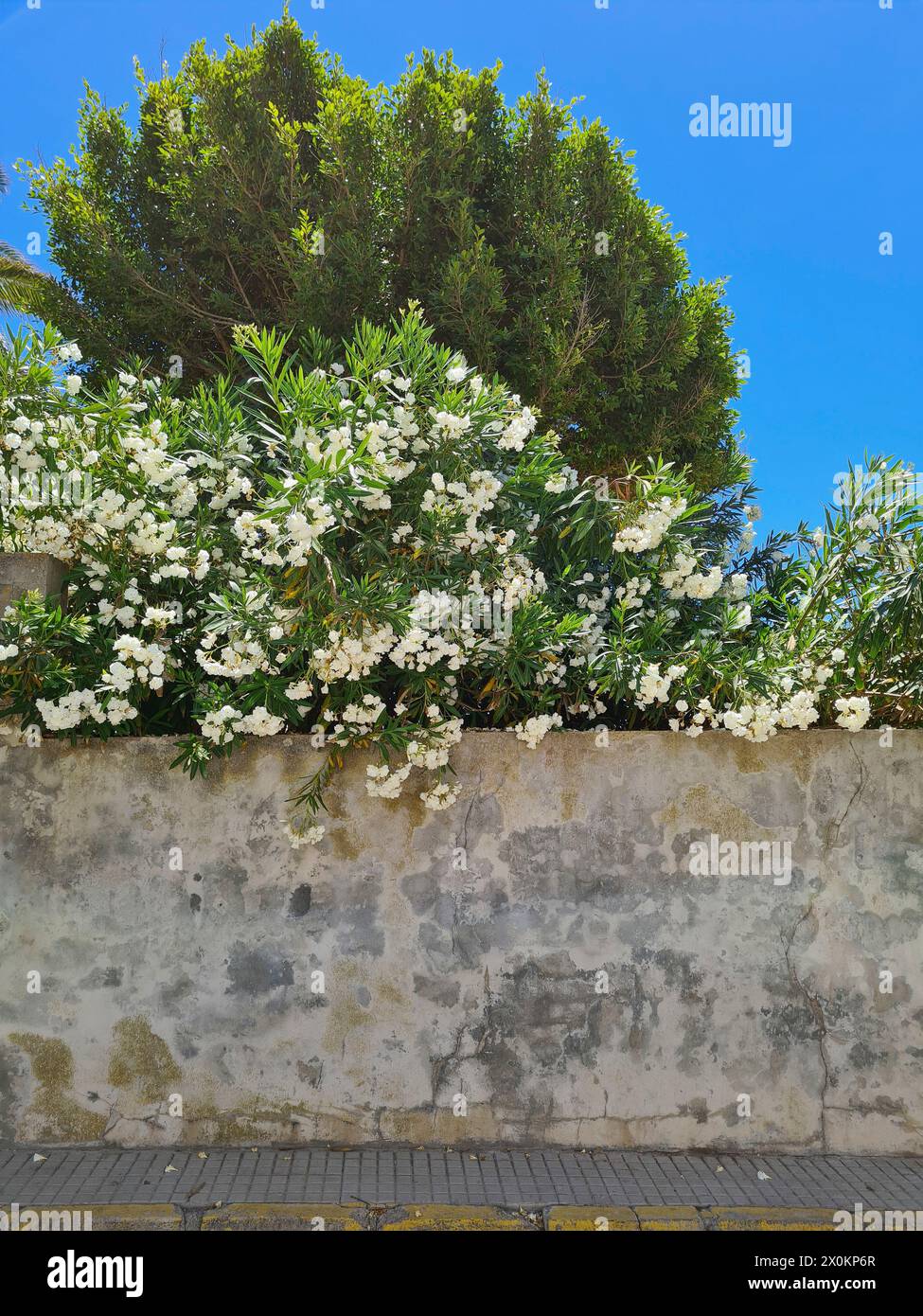 Street view of an old wall, behind which a beautiful garden with white flowering oleanders and green trees can be seen, Common Oleander, Nerium Oleander, Mallorca, Spain Stock Photo