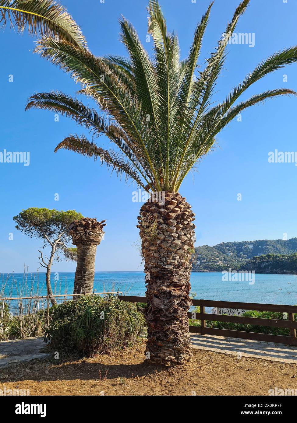 In the foreground is a large palm tree, in the background you can see the bay of Canyamel and the sea against a blue sky, destination Mallorca, Spain Stock Photo