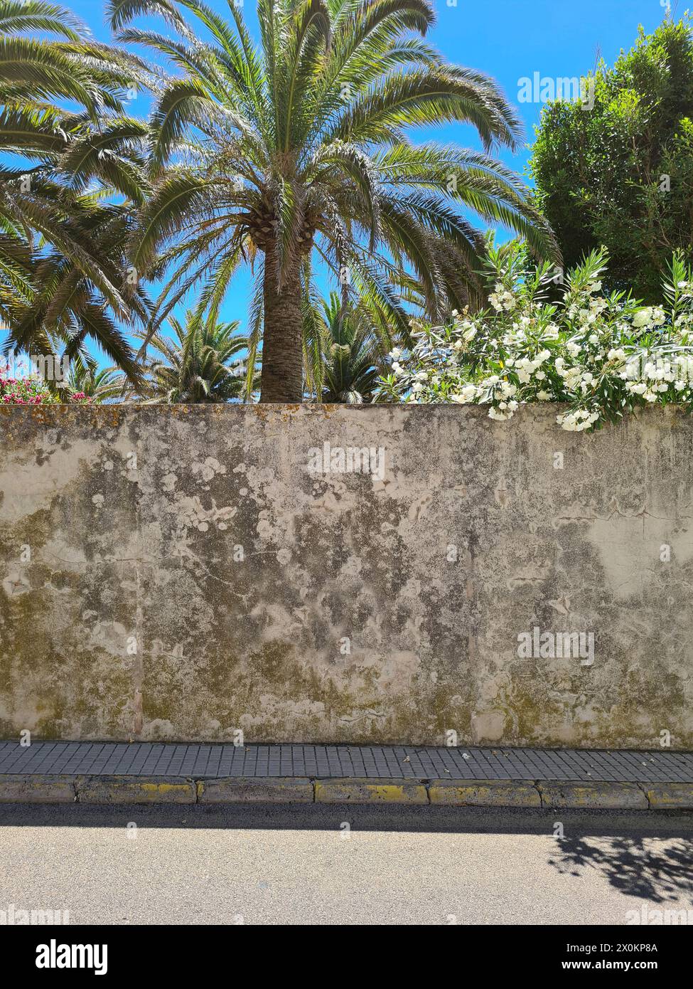 Street view of an old wall, behind which a beautiful garden with white flowering oleanders and green palm trees can be seen, Common Oleander, Nerium Oleander, Mallorca, Spain Stock Photo