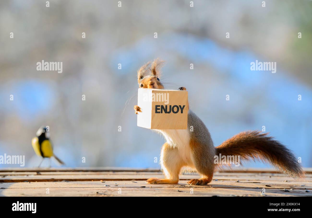 Red Squirrel standing with a letter block with the word enjoy Stock Photo