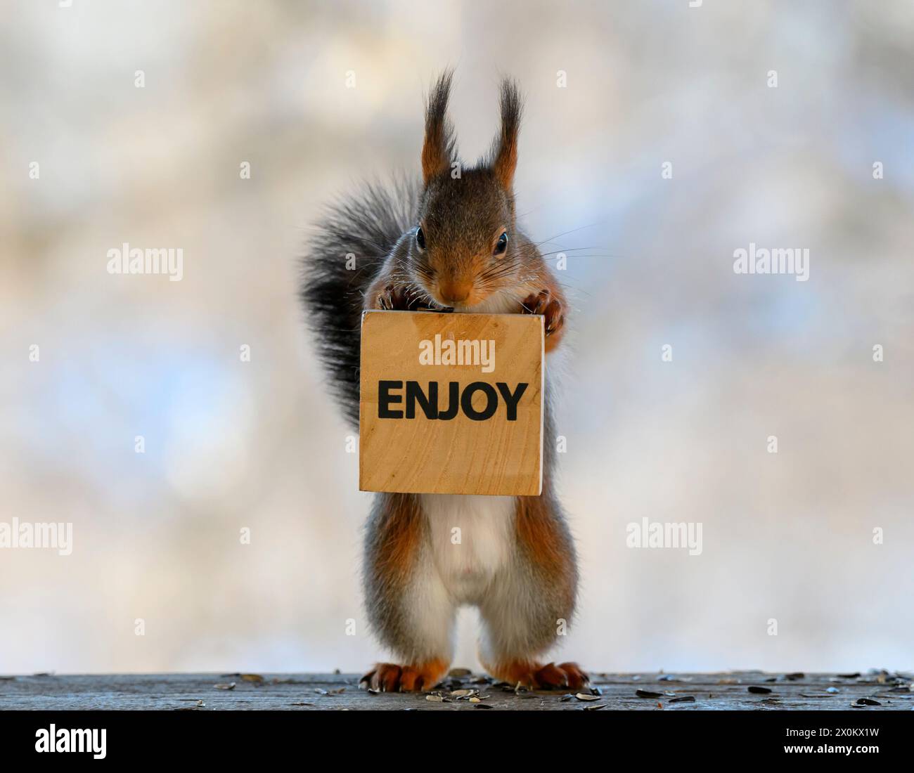 Red Squirrel standing with a letter block with the word enjoy Stock Photo