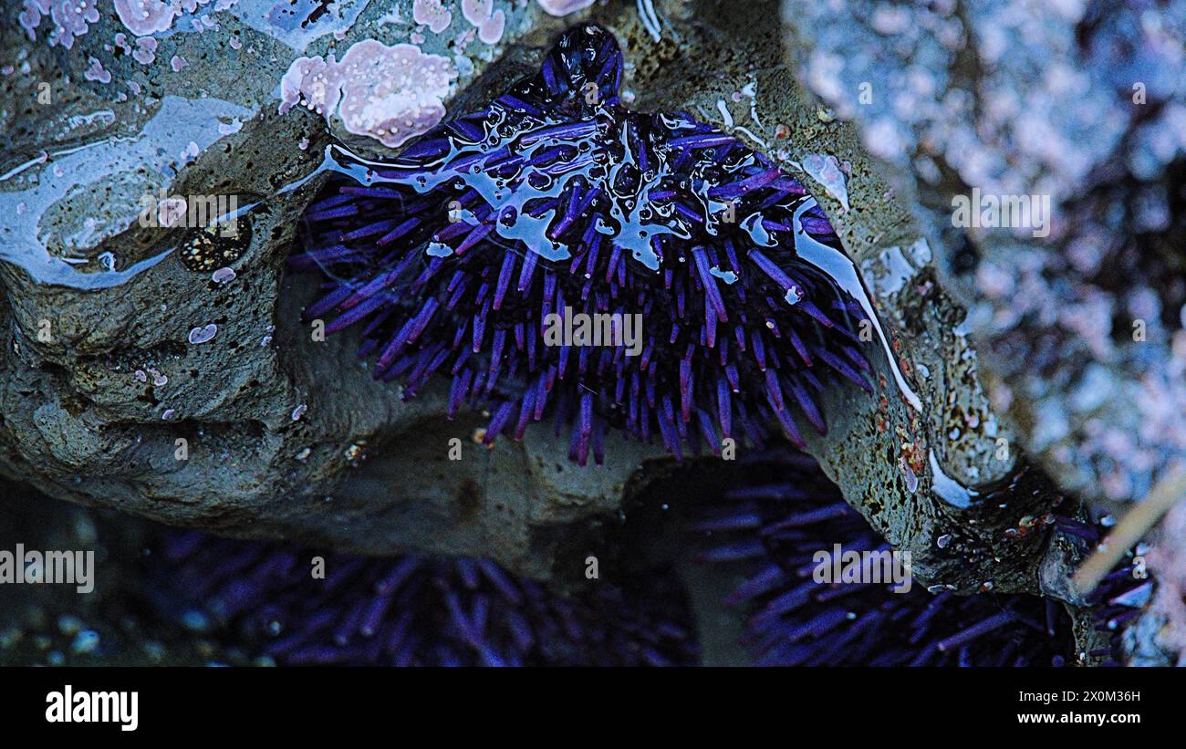 Tide pool with purple flower like creatures. Stock Photo
