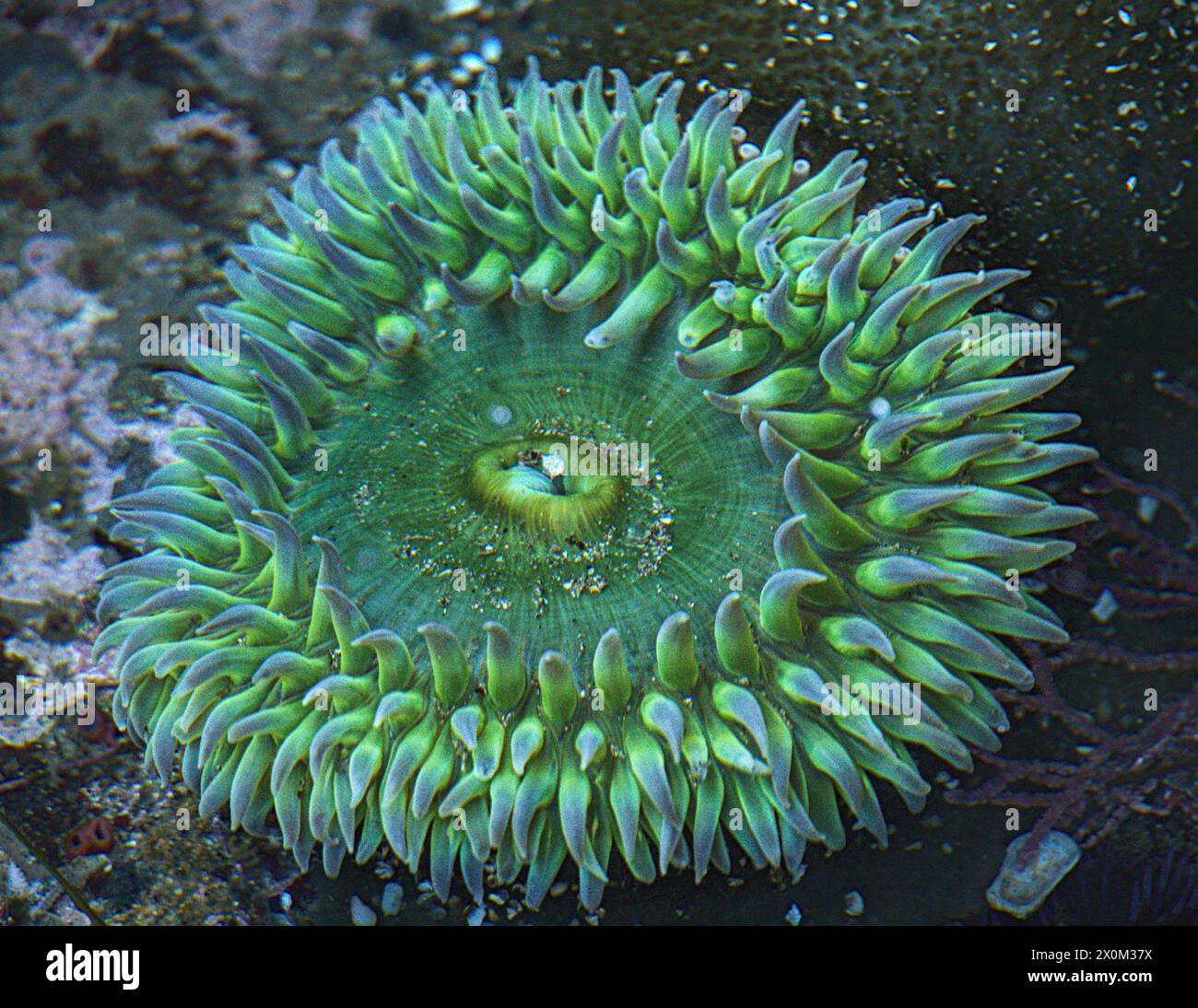 Tide pool with green sea anemones Stock Photo