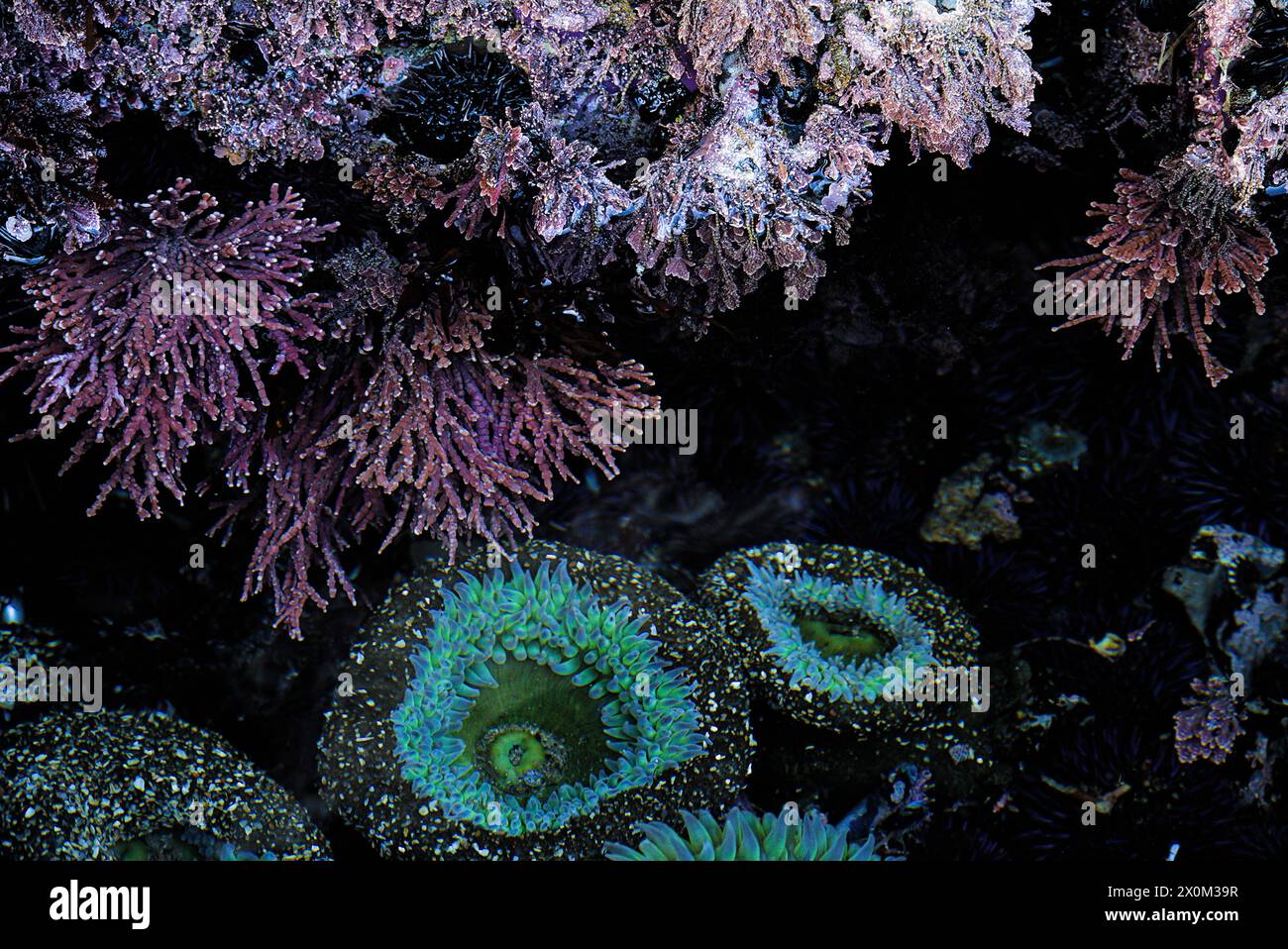 Tide pool with green sea anemones Stock Photo