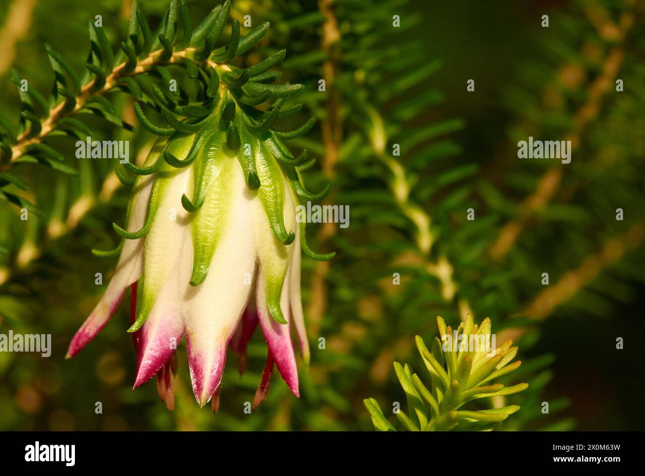 Cranbrook Bell, Darwinia meeboldii, a wildflower species endemic to south-west Western Australia. It is classified as a vulnerable species. Stock Photo