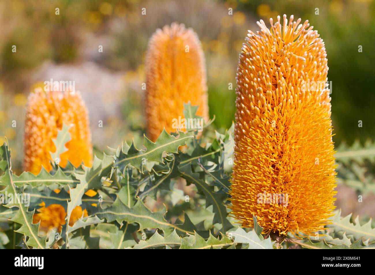 The orange flowers of Ashby's Banksia, Banksia ashbyi, a wildflower species endemic to Western Australia. Stock Photo
