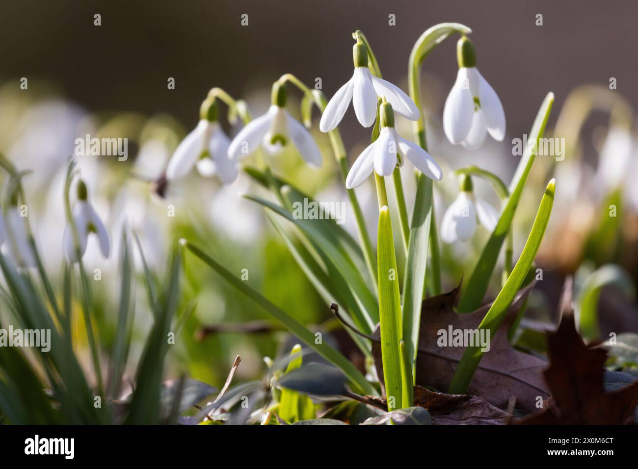 Snowdrops flowers in early spring hi-res stock photography and images ...
