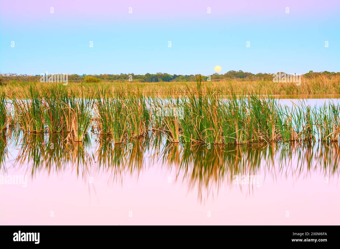 Moonrise at dusk with reeds in the foreground and pink and blue hues at Herdsman Lake, an urban wetland and regional park in Perth, Western Australia. Stock Photo