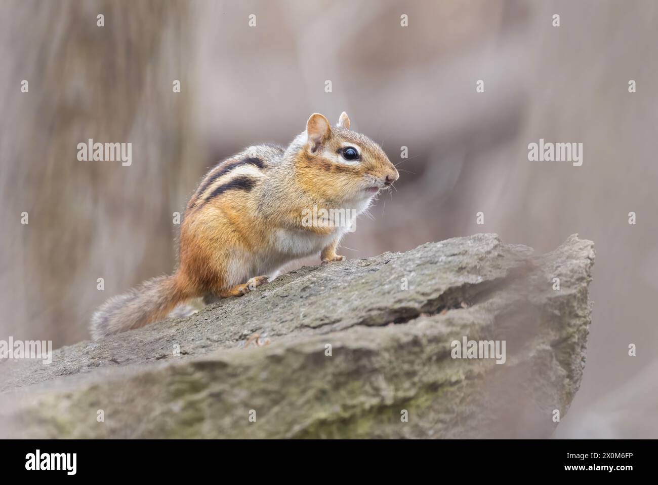 Tamias Spring eastern chipmunk (Tamias striatus) in spring Stock Photo - Alamy