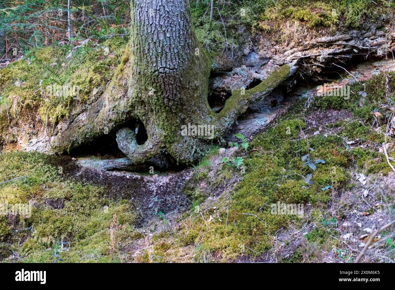Wurzeln eines Baumes wachsen in der Luft hängend an einem Hang entlang Stock Photo