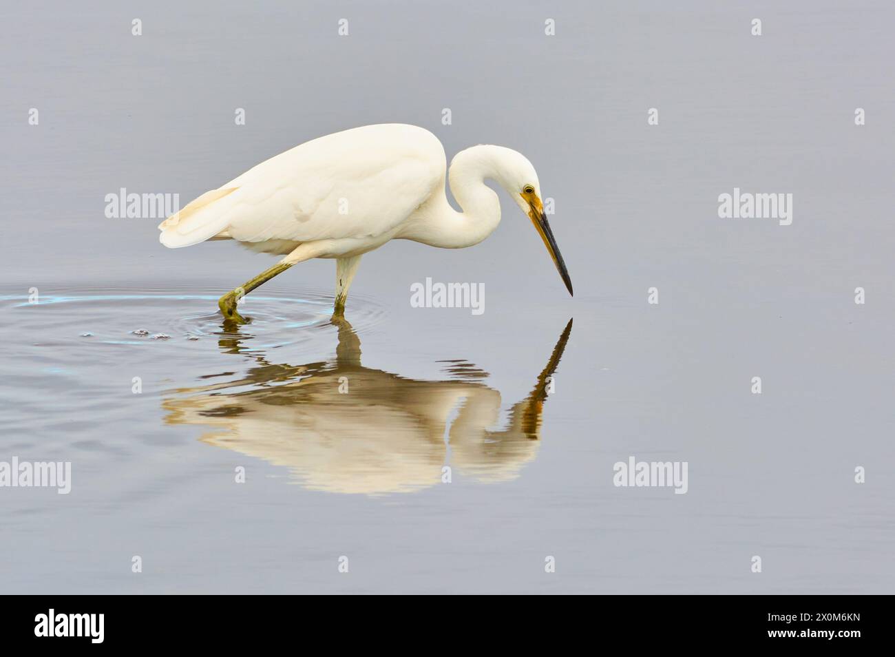 An Eastern Great Egret, Ardea alba modesta, stalking and hunting food in shallow water at Bibra Lake, Perth, Western Australia. Stock Photo