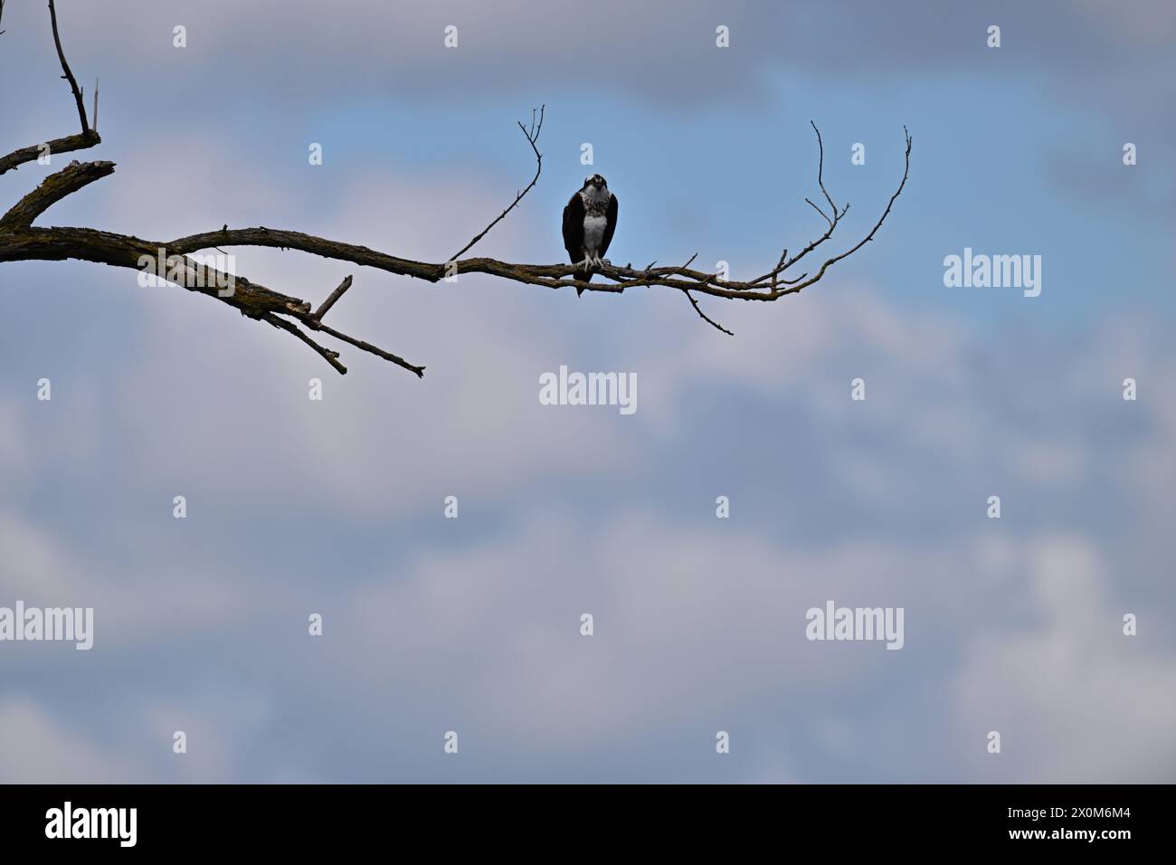 Osprey stretching wings on a Branch Stock Photo