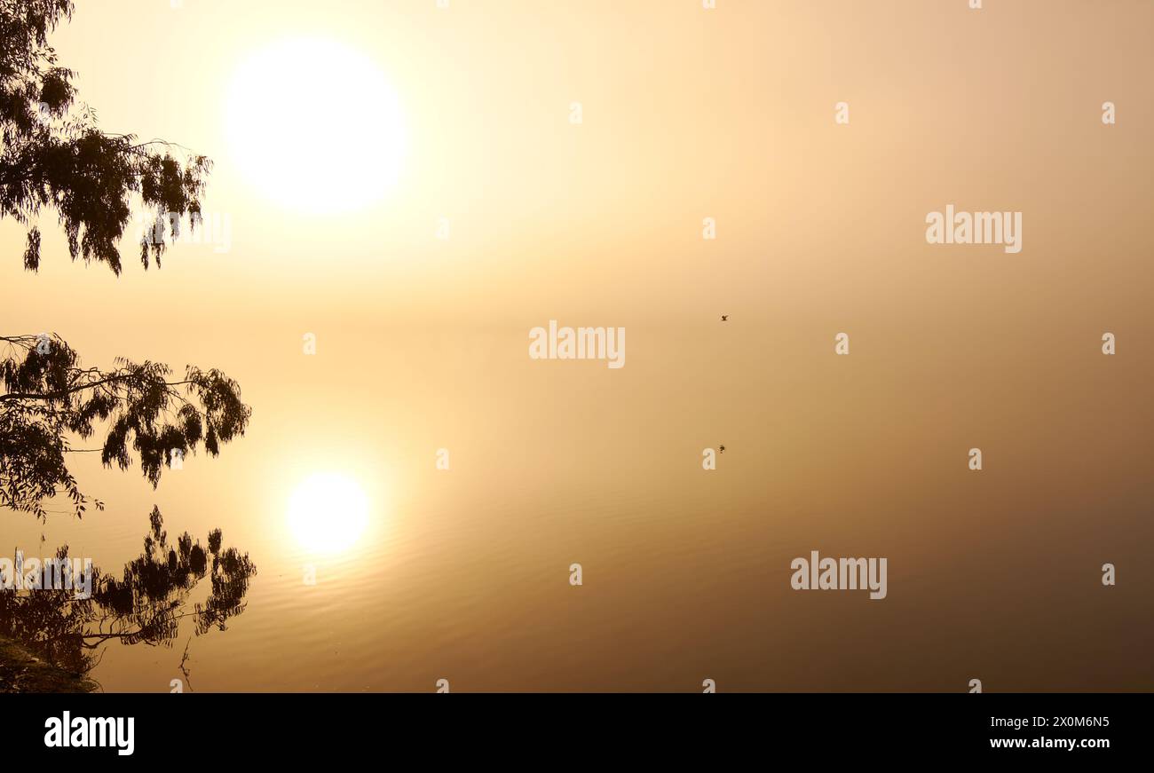 A foggy sunrise at Bibra Lake with golden light, the sun reflected, a tree silhouette and a bird flying across the water, Perth, Western Australia. Stock Photo