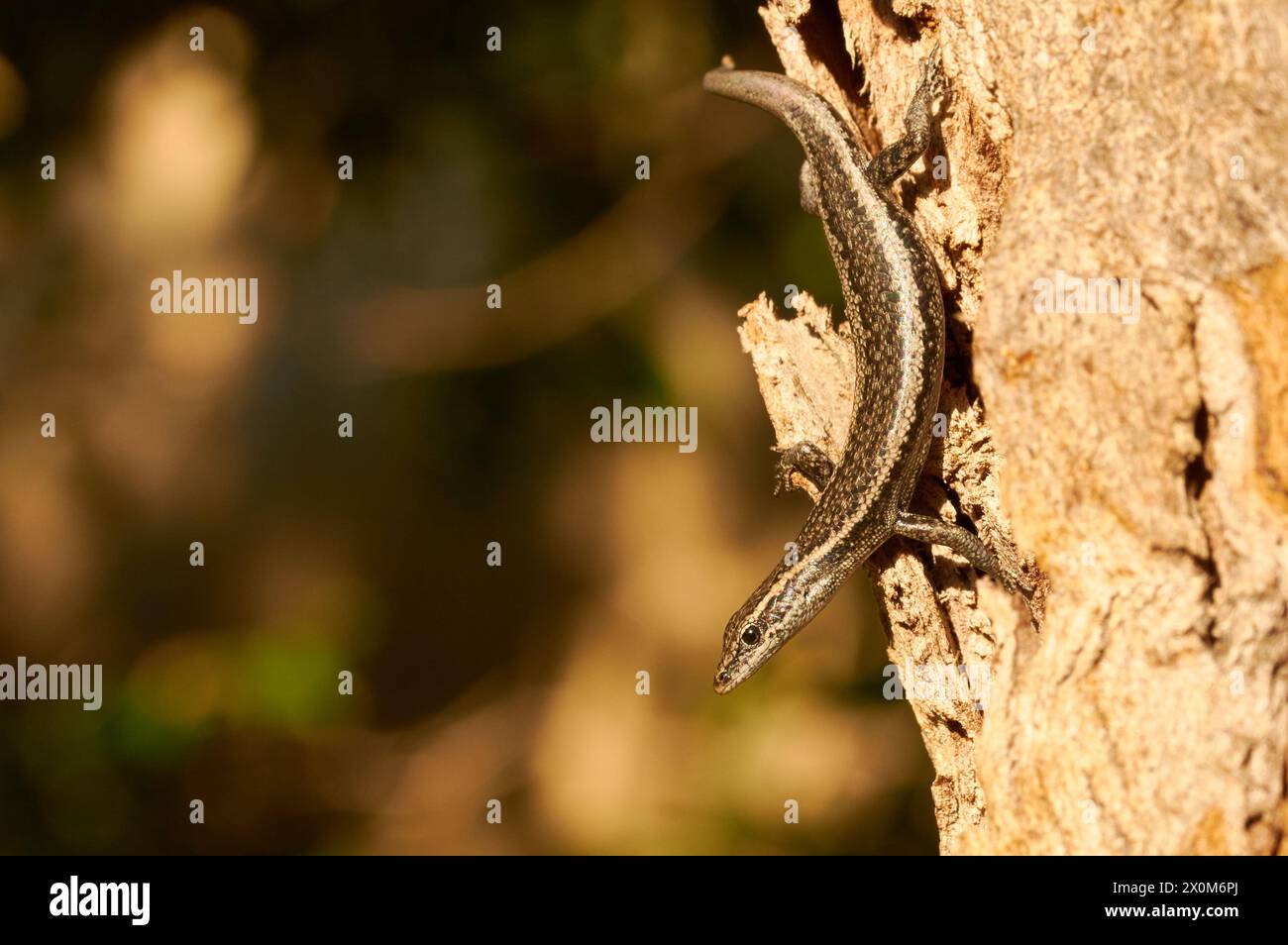 Buchanan’s Snake-Eyed Skink, Cryptoblepharus buchananii, basking in the sun on a tree trunk, endemic to Western Australia. Stock Photo