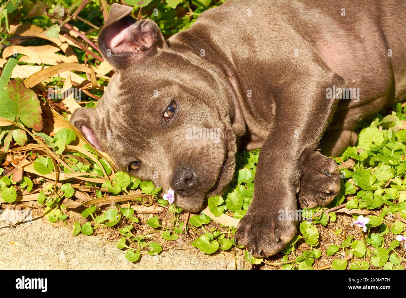 A close-up of a playful male Blue English Staffordshire Bull Terrier puppy lying in a garden bed with a flower near his nose and paws in front. Stock Photo