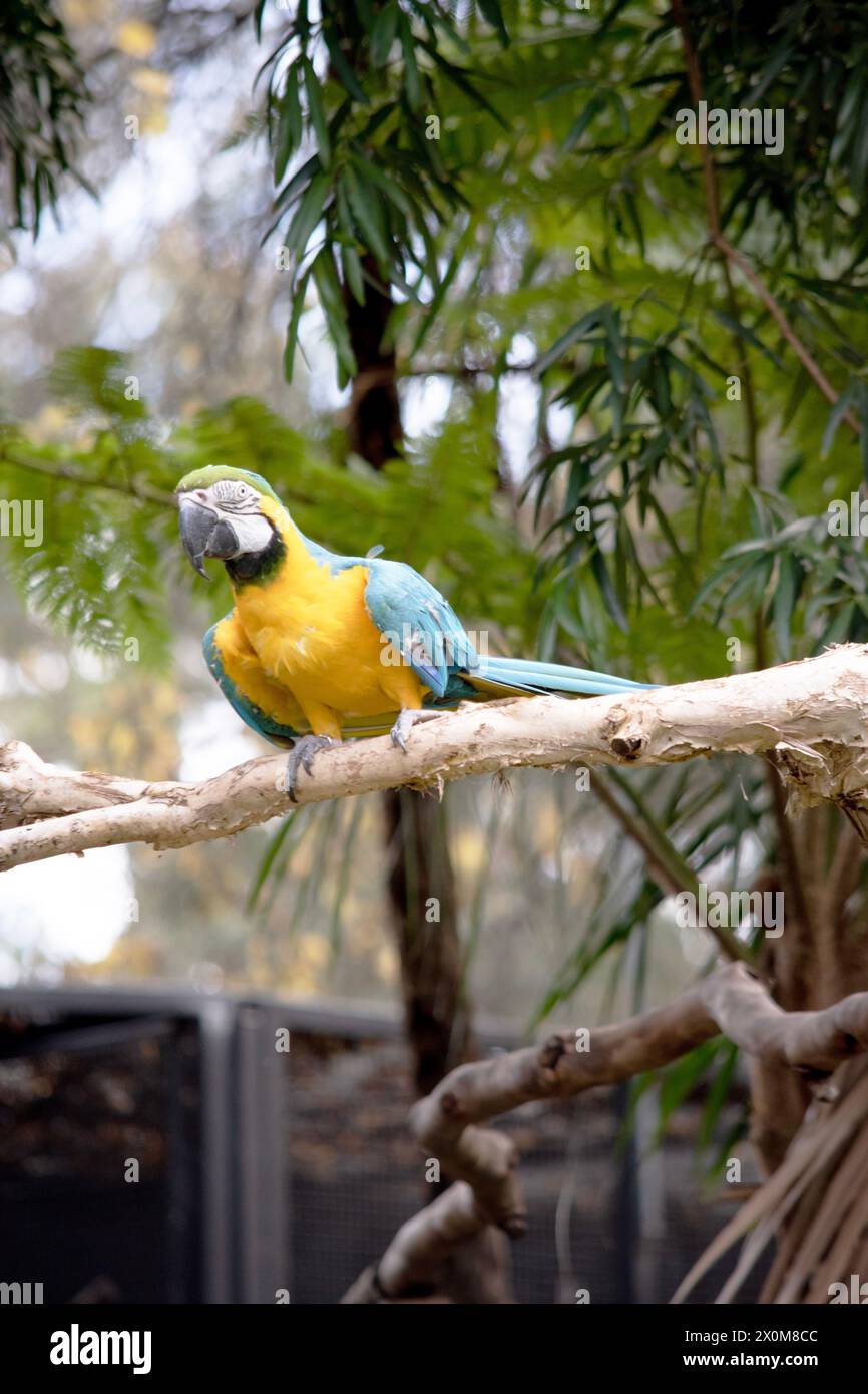 the Back and upper tail feathers of the blue and gold macaw are brilliant blue; the underside of the tail is olive yellow. Stock Photo
