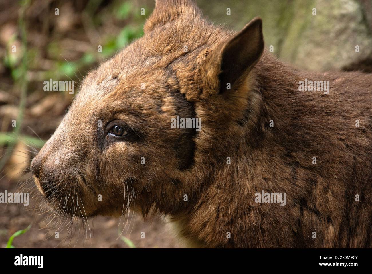 The southern hairy-nosed wombat is one of three extant species of wombats. It is found in scattered areas of semiarid scrub and mallee from the easter Stock Photo