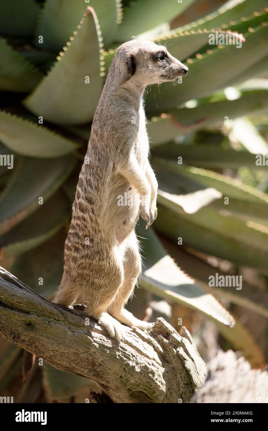 Meerkats are small mammals with grizzled gray and brown fur. They have dark patches around their eyes to protect their eyes from the sun Stock Photo