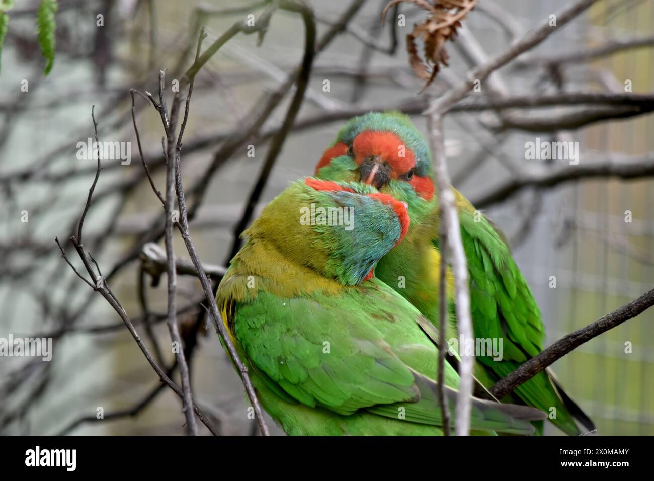 The musk lorikeet is mainly green and it is identified by its red forehead, blue crown and a distinctive yellow band on its wing. Stock Photo