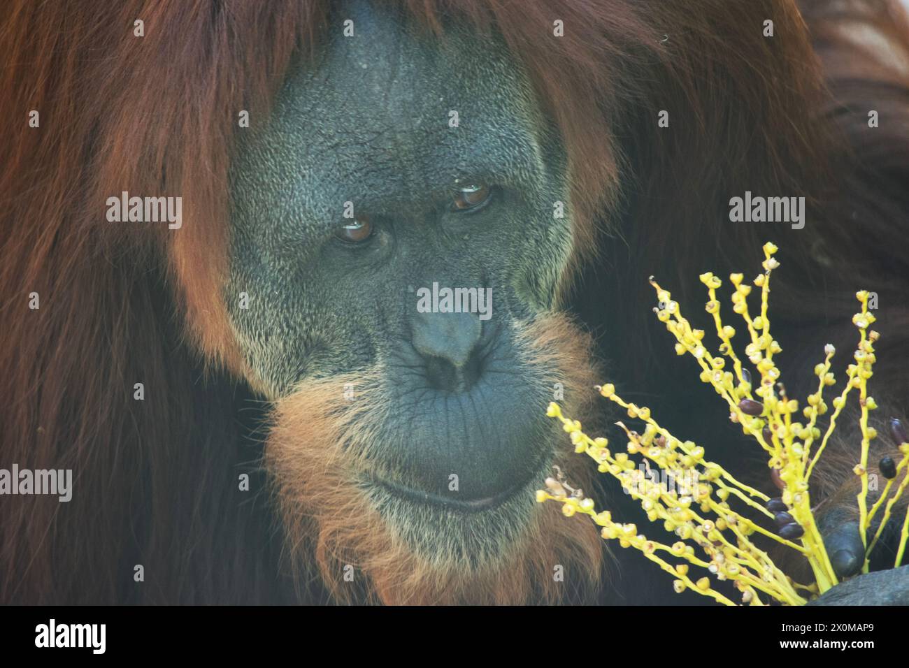 Orangutans are the largest arboreal mammal, spending most of their time in trees. Long, powerful arms and grasping hands and feet allow them to move t Stock Photo