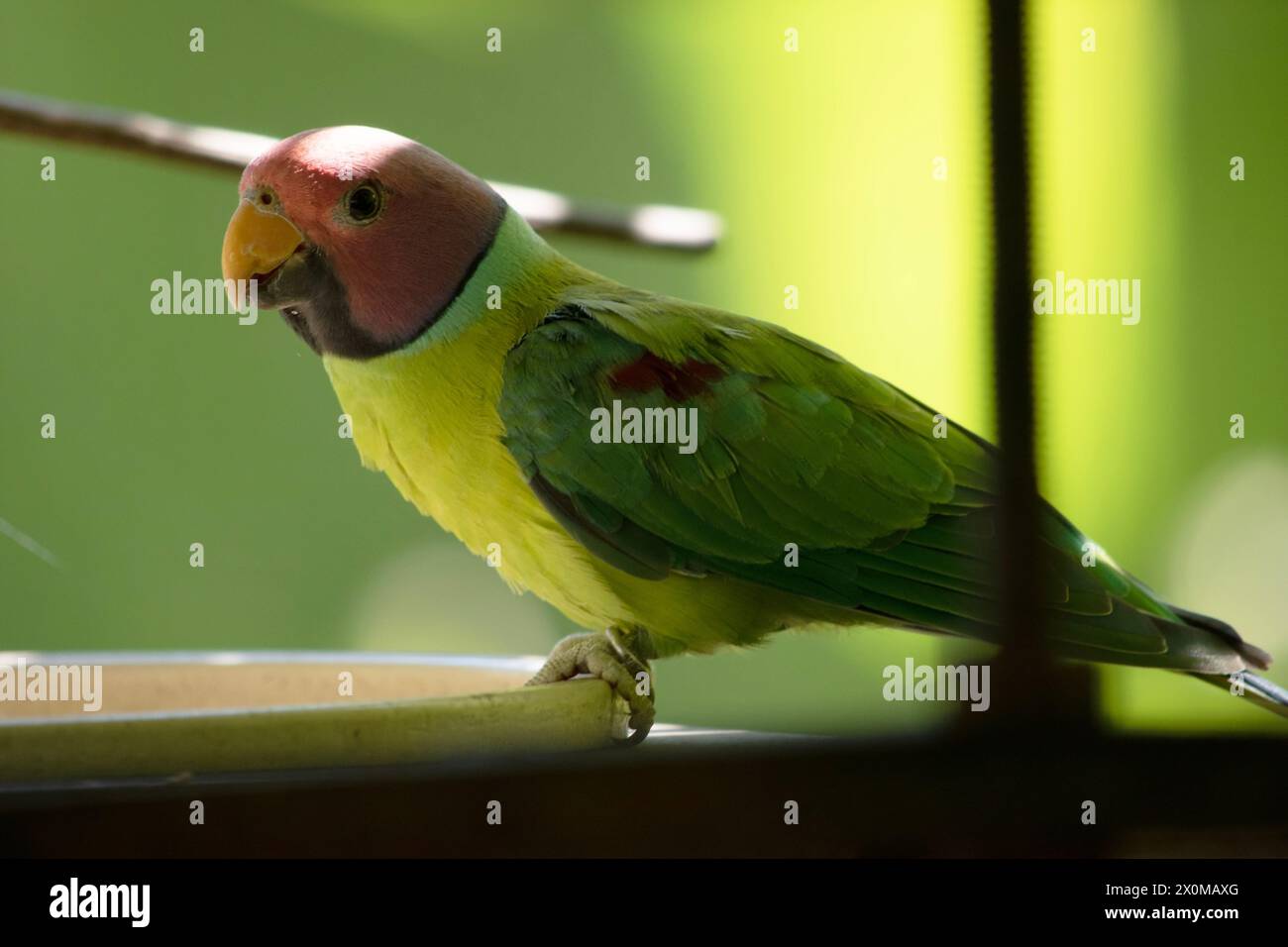 The plum-headed parakeet is a mainly green parrot. The male has a red head which shades to purple-blue on the back of the crown, nape and cheeks, Stock Photo