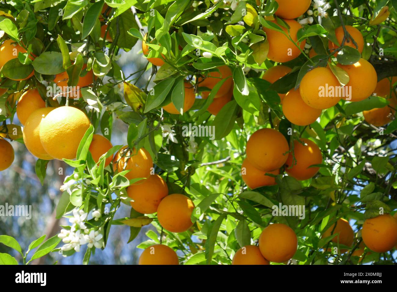 Mission Hills, Los Angeles, California, USA 11th April 2024 Orange Trees at Brand Park at San Fernando Rey de Espana Mission at 15151 San Fernando Mission Blvd on April 11, 2024 in Mission Hills, Los Angeles, California, USA. Photo by Barry King/Alamy Stock Photo Stock Photo