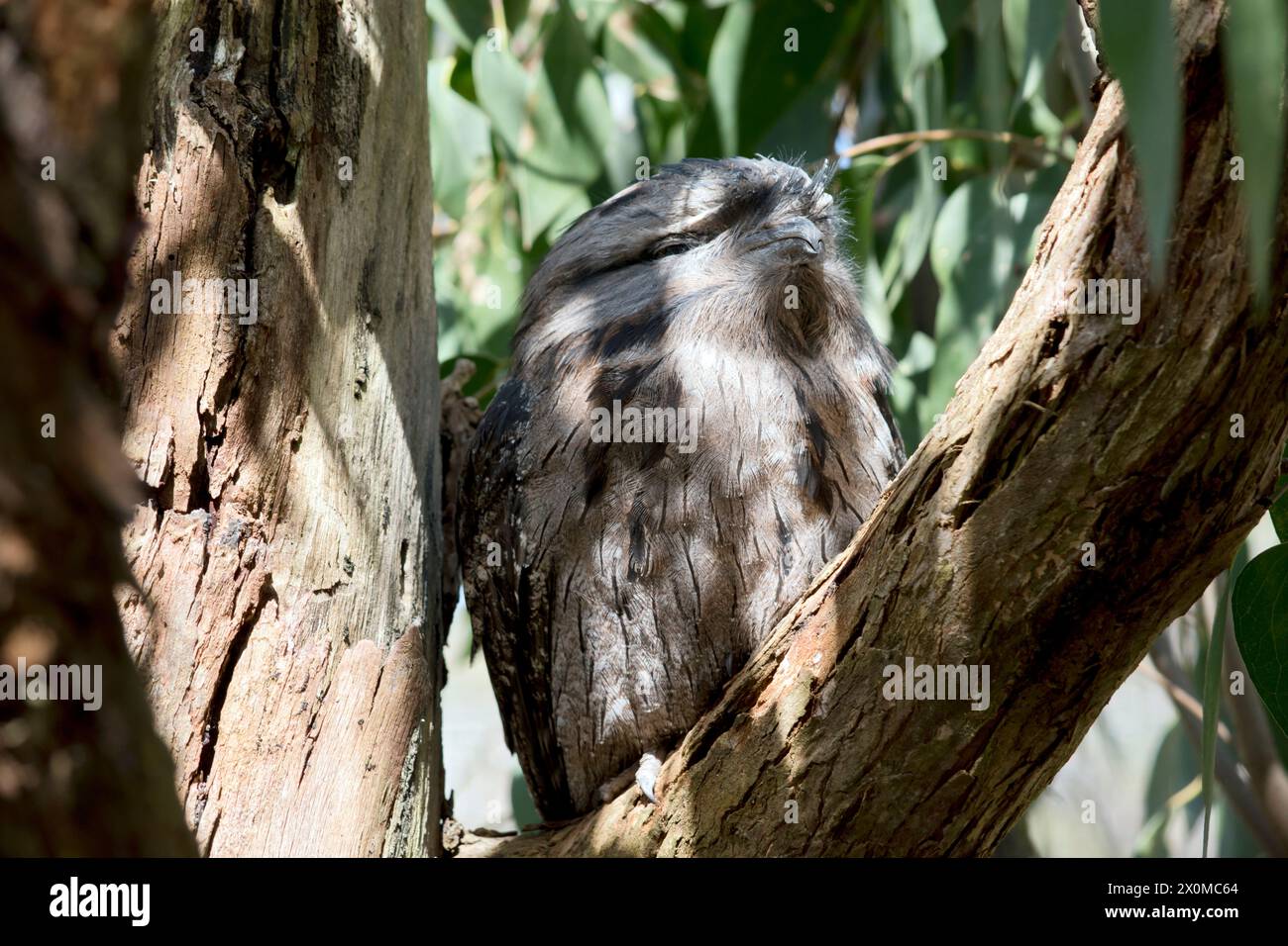 the tawny frogmouth hides in trees with their coloring Stock Photo